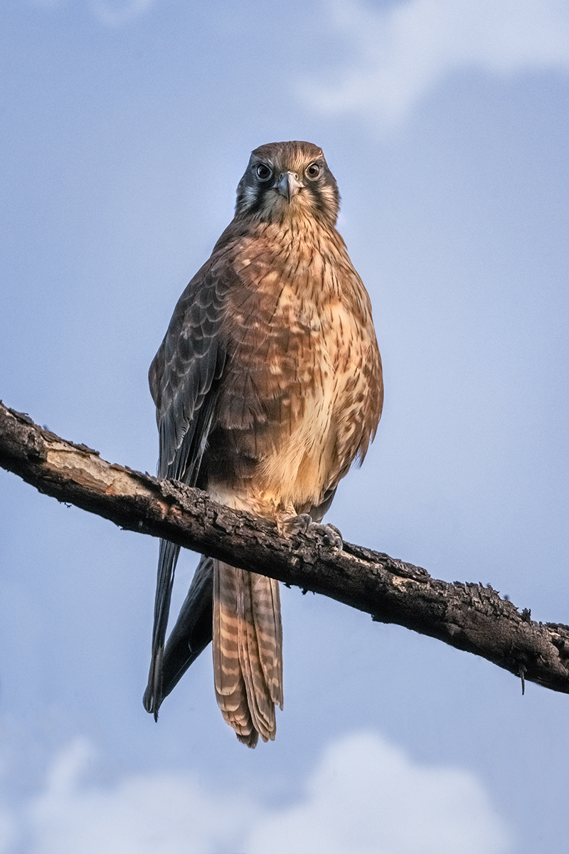 Brown Falcon_Clouds added.jpg