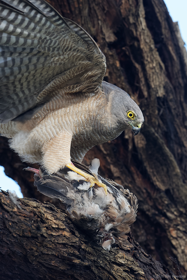 Brown Goshawk with dove at home (14)-1.jpg