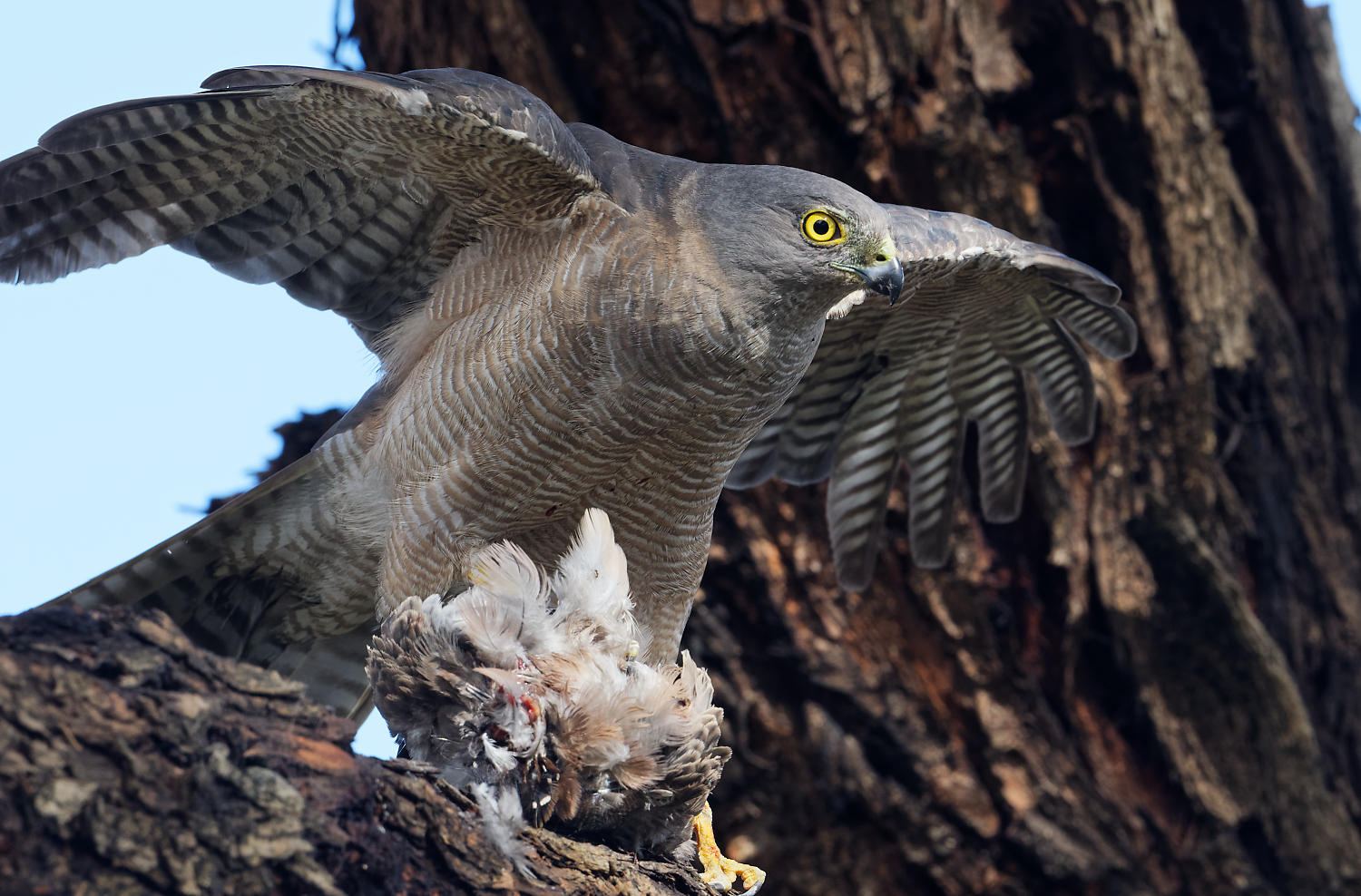 Brown Goshawk with dove at home (4).jpg