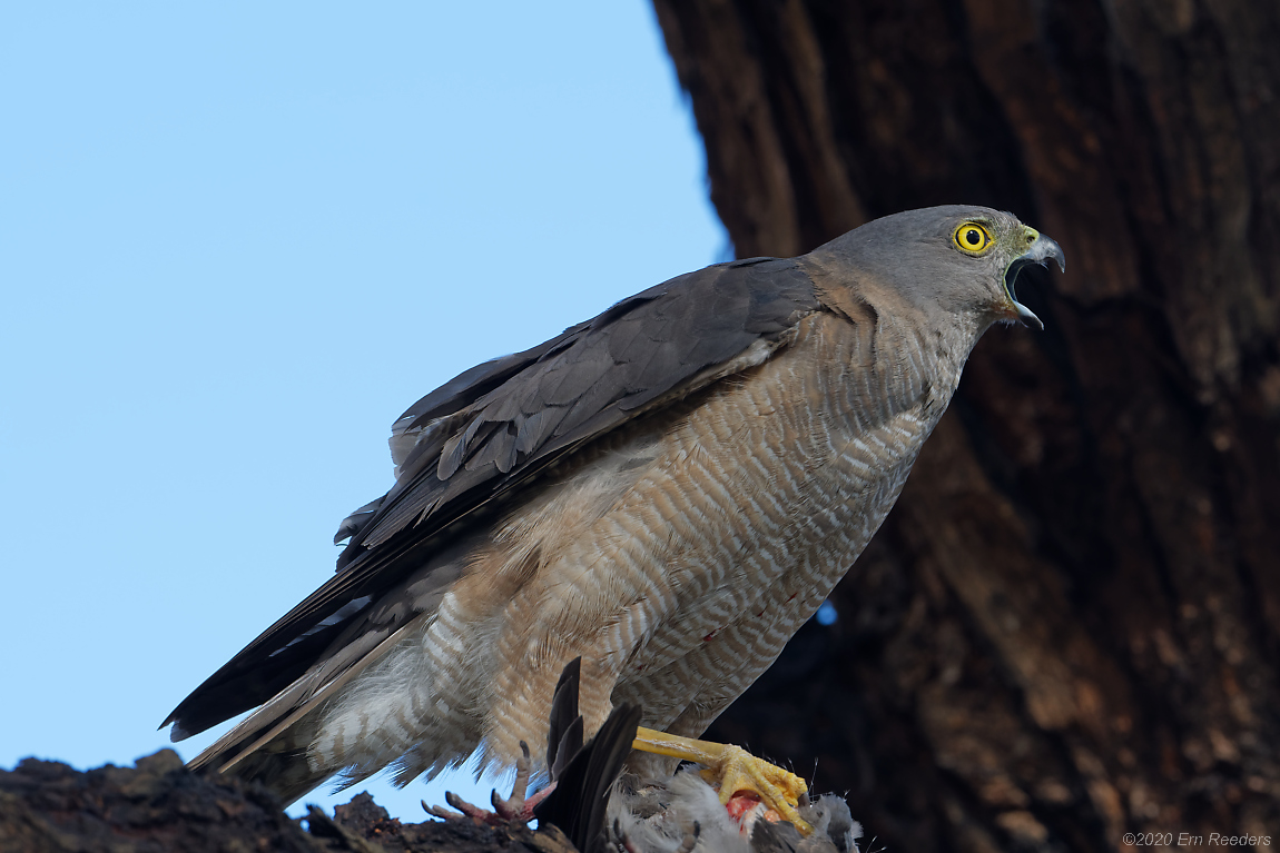 Brown Goshawk with dove protesting Blackbird harasst 1.jpg