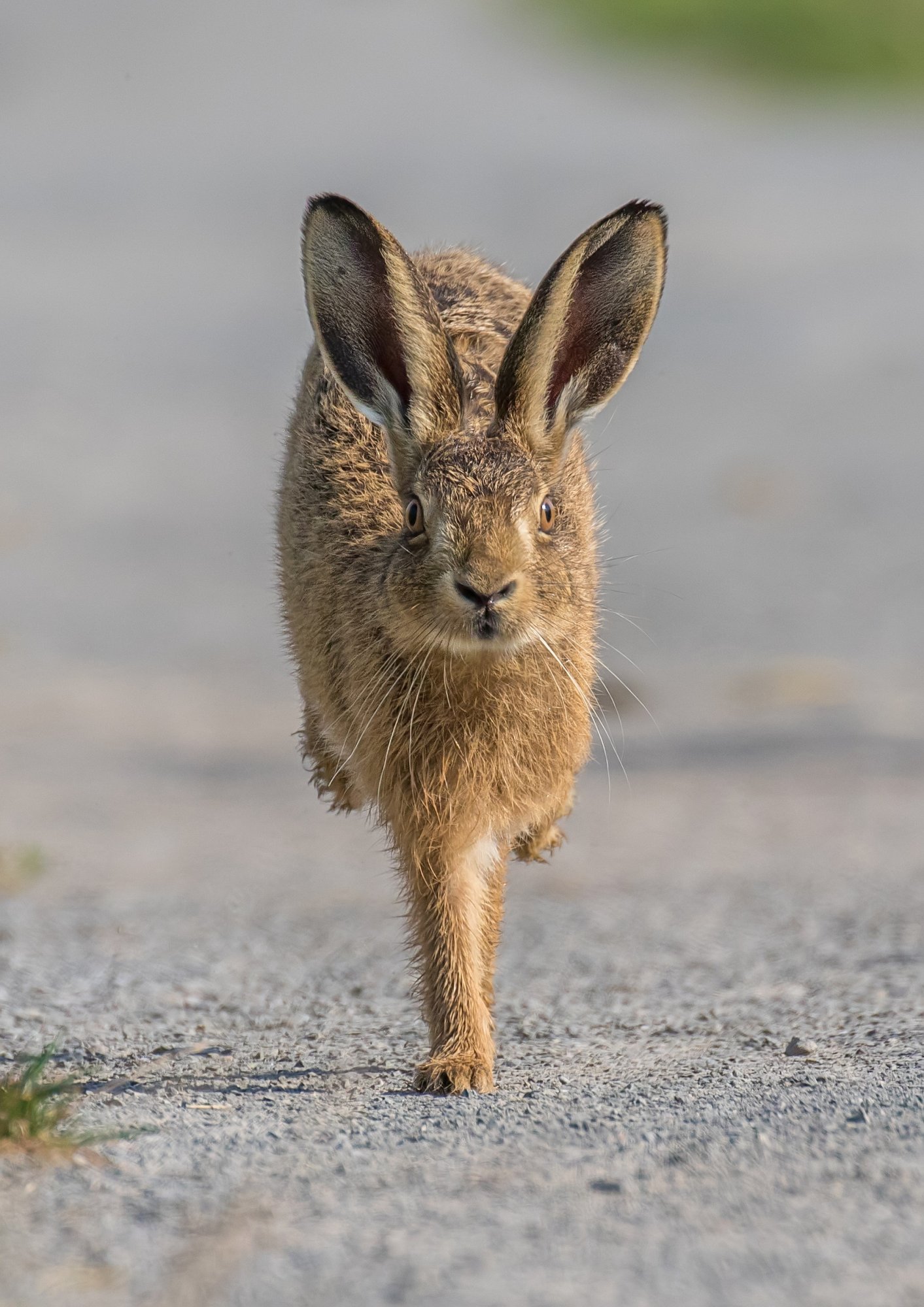 Brown Hare 2.jpg