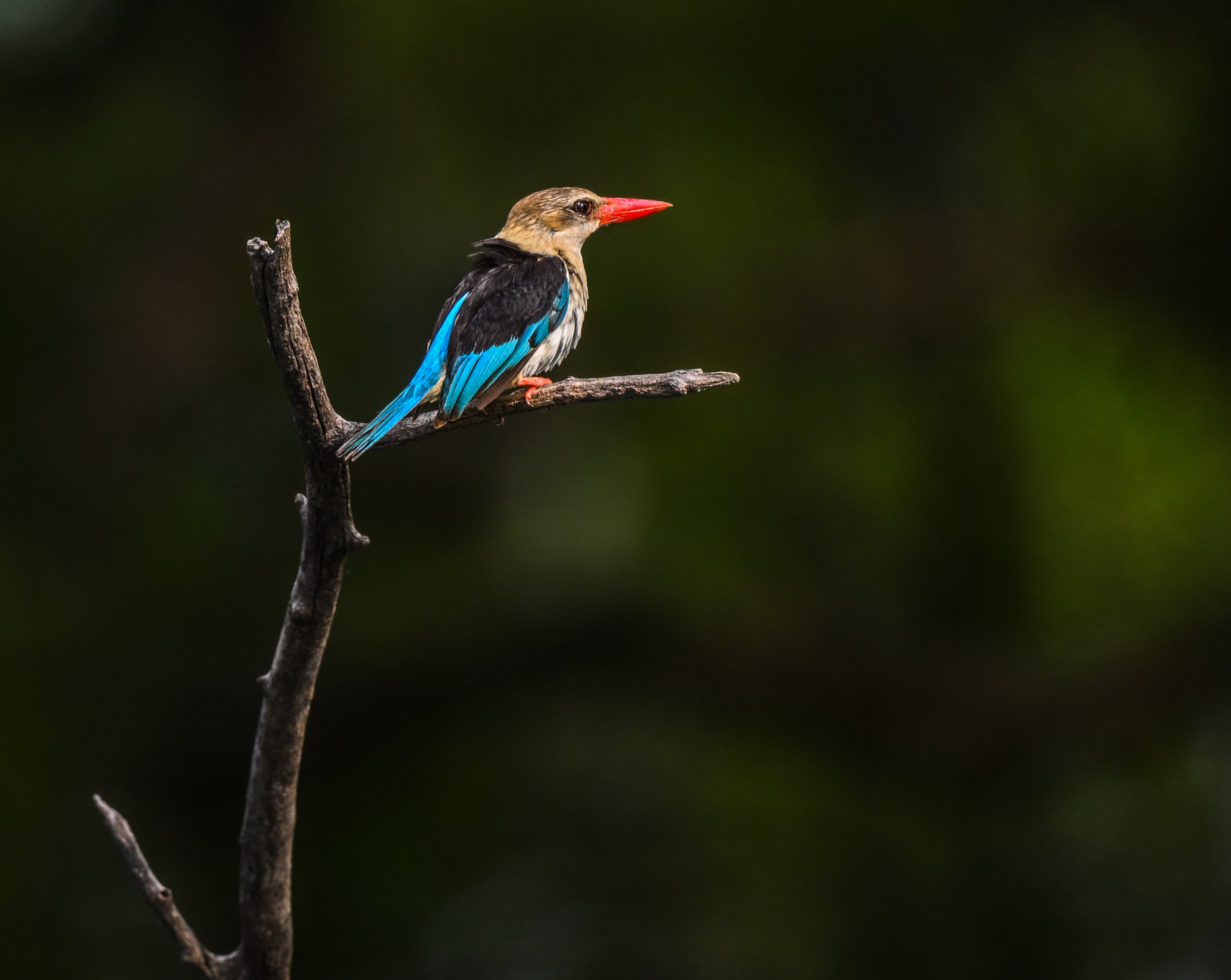 brown hooded kingfisher.jpg