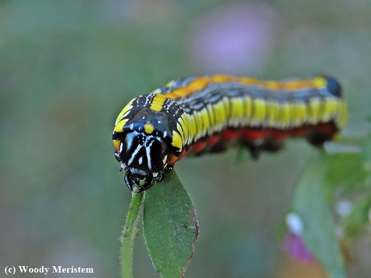 Brown-hooded Owlet Moth - caterpillar.JPG