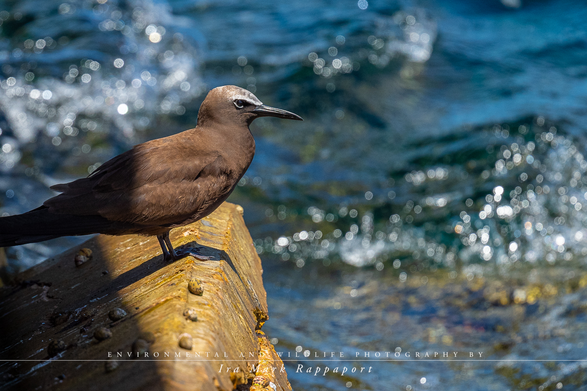 Brown Noddy-10.jpg