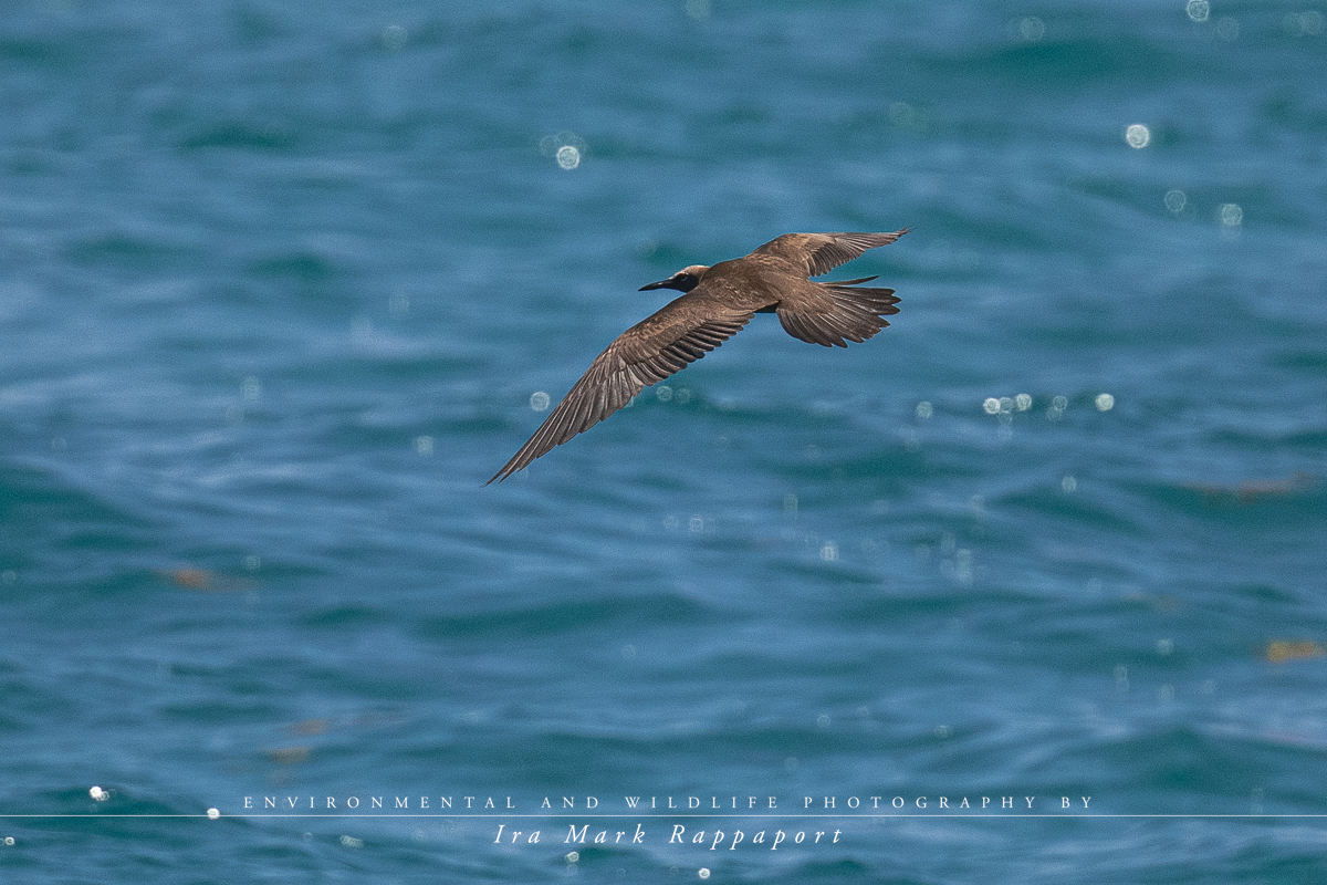 Brown Noddy-2.jpg