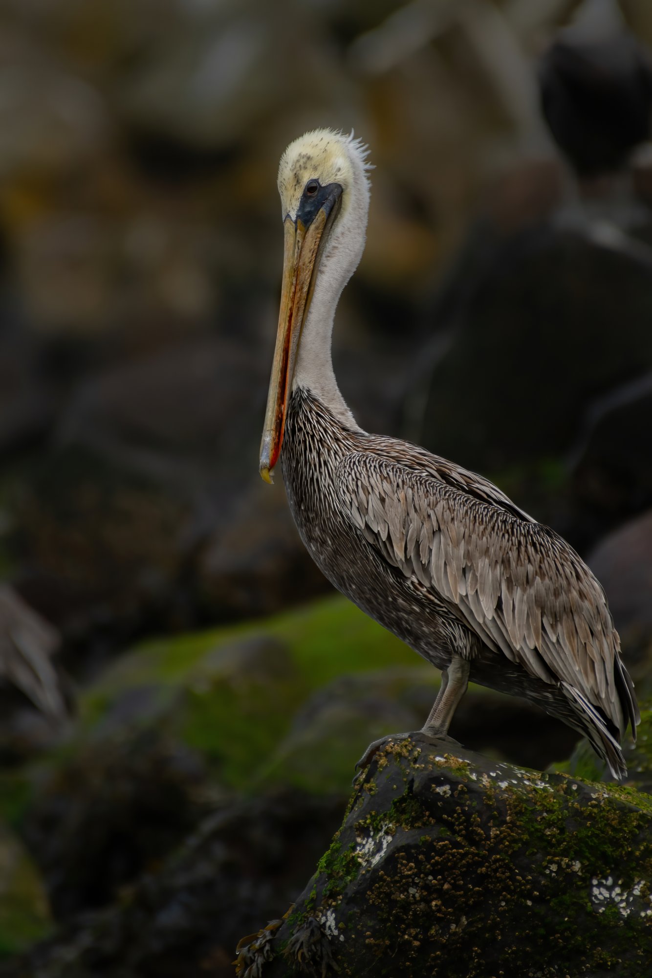 brown pelican.jpg