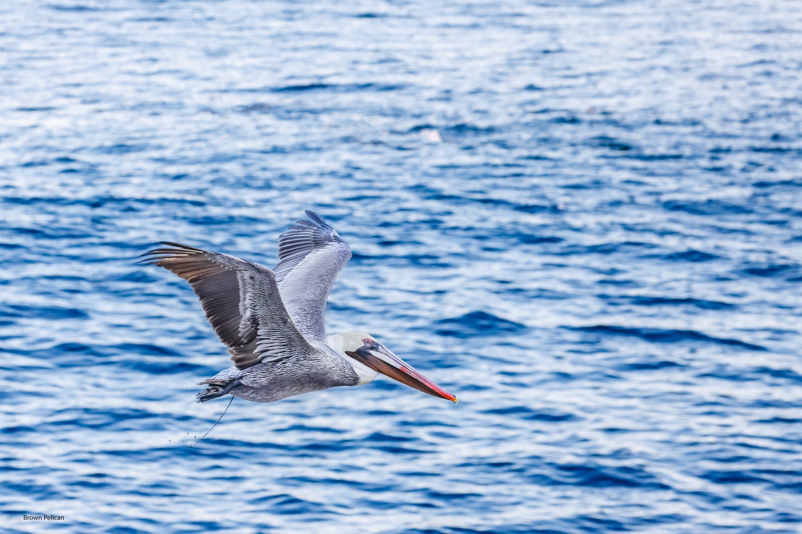 Brown-Pelican-La-Jolla.jpg