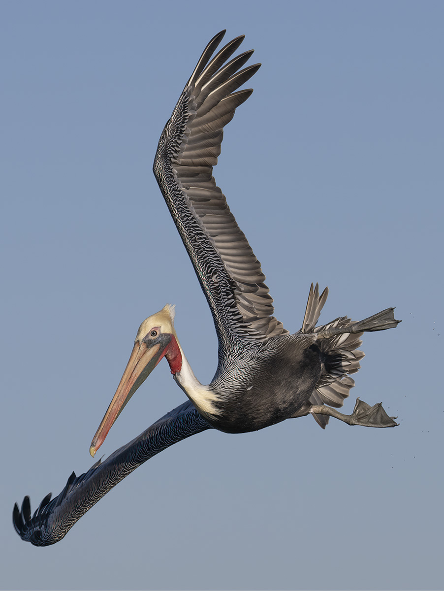 Brown Pelican lining up a plunge dive.jpg