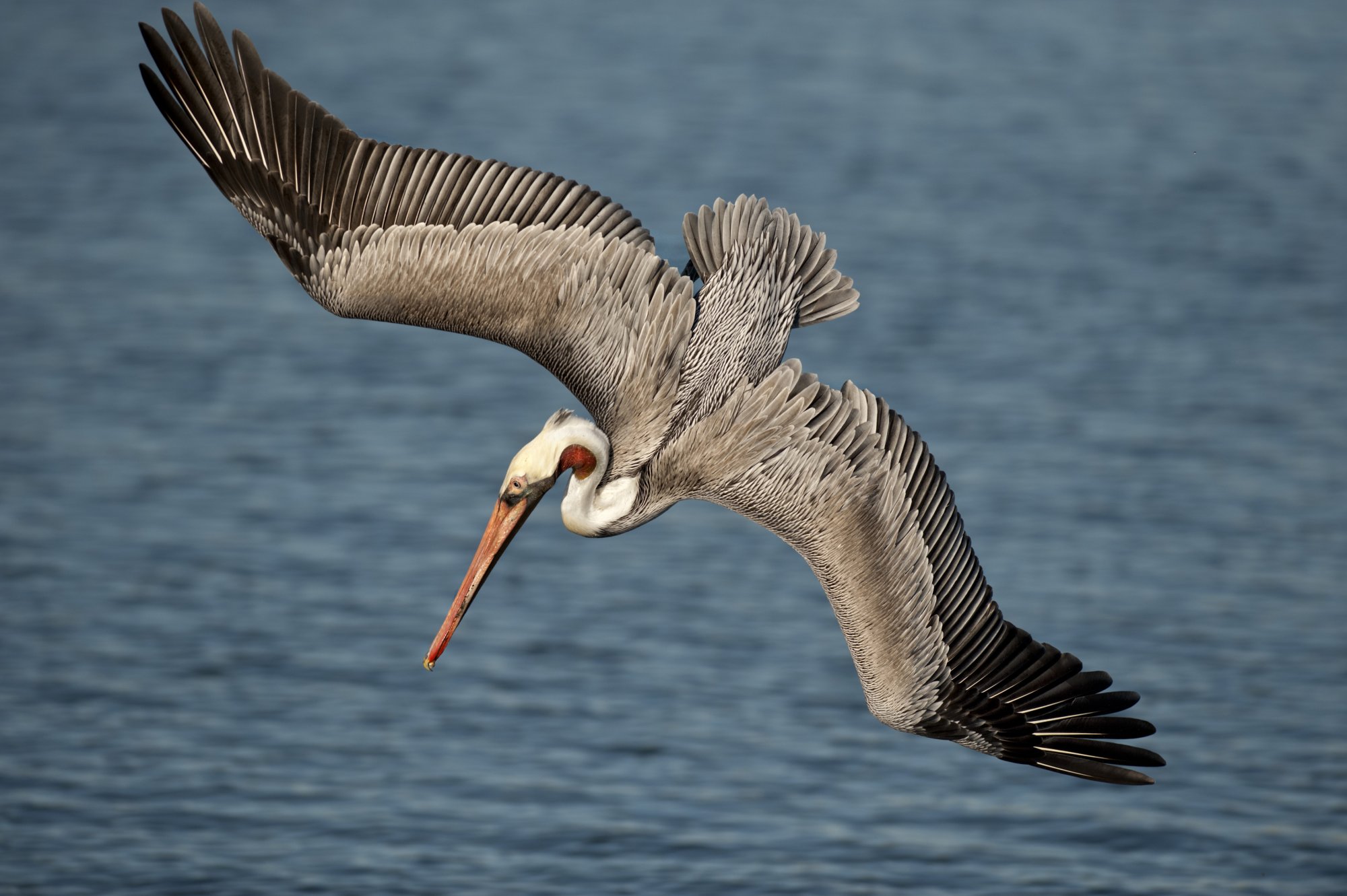 Brown Pelican Plunge DivingDiving 2.jpg