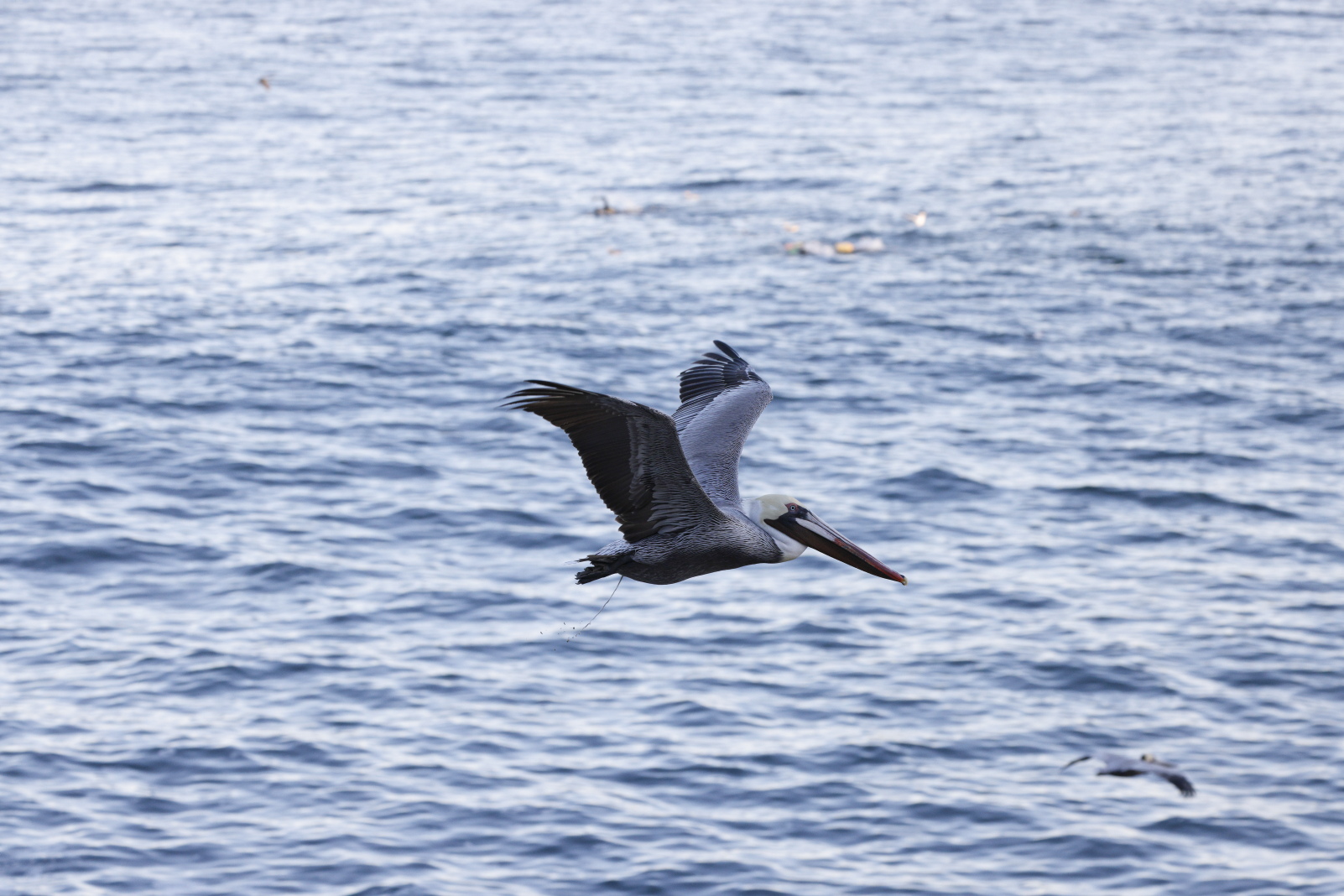 Brown Pelican RAW to JPEG.JPG