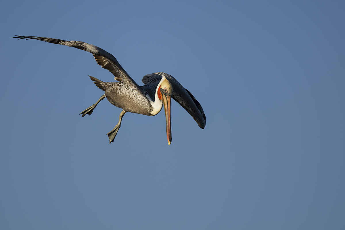 Brown Pelican ready to plunge dive.jpg