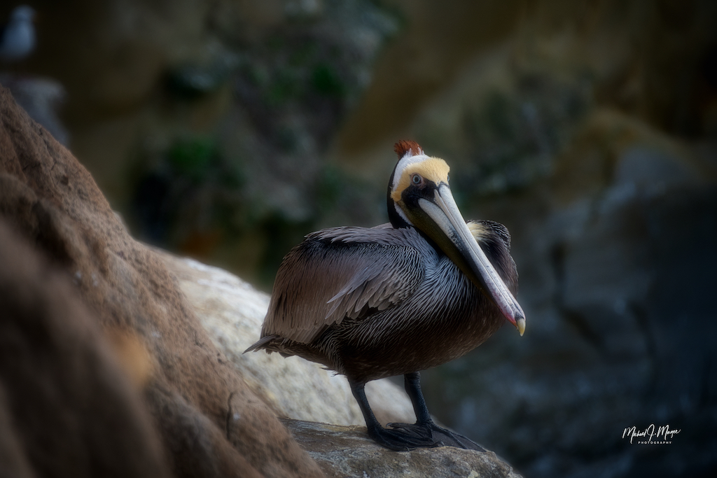 BROWN PELICAN RESTING ON THE CLIFFS IN LA JOLLA CALIFORNIA 1.jpeg