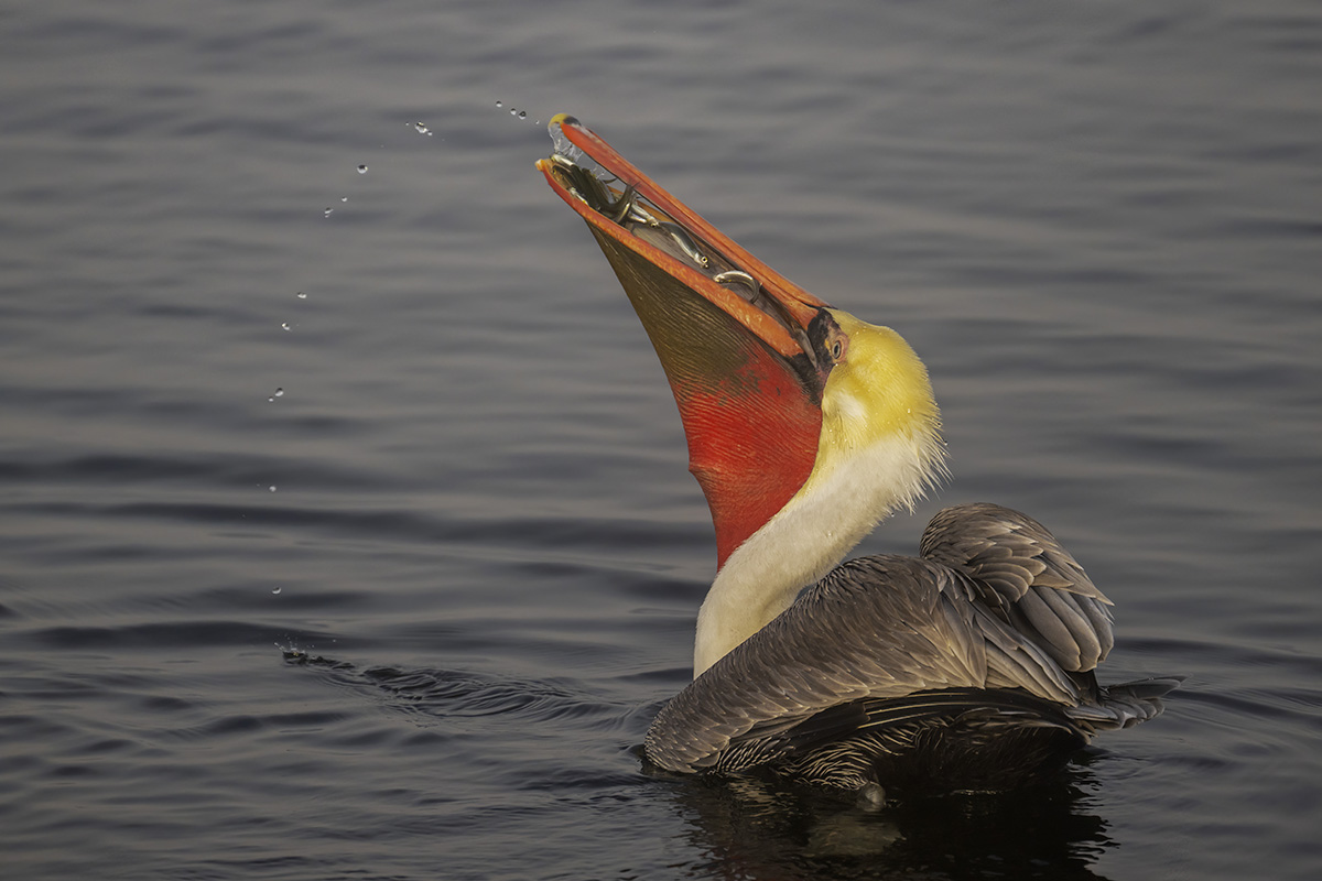 Brown Pelican with pouch full of  fish copy.jpg