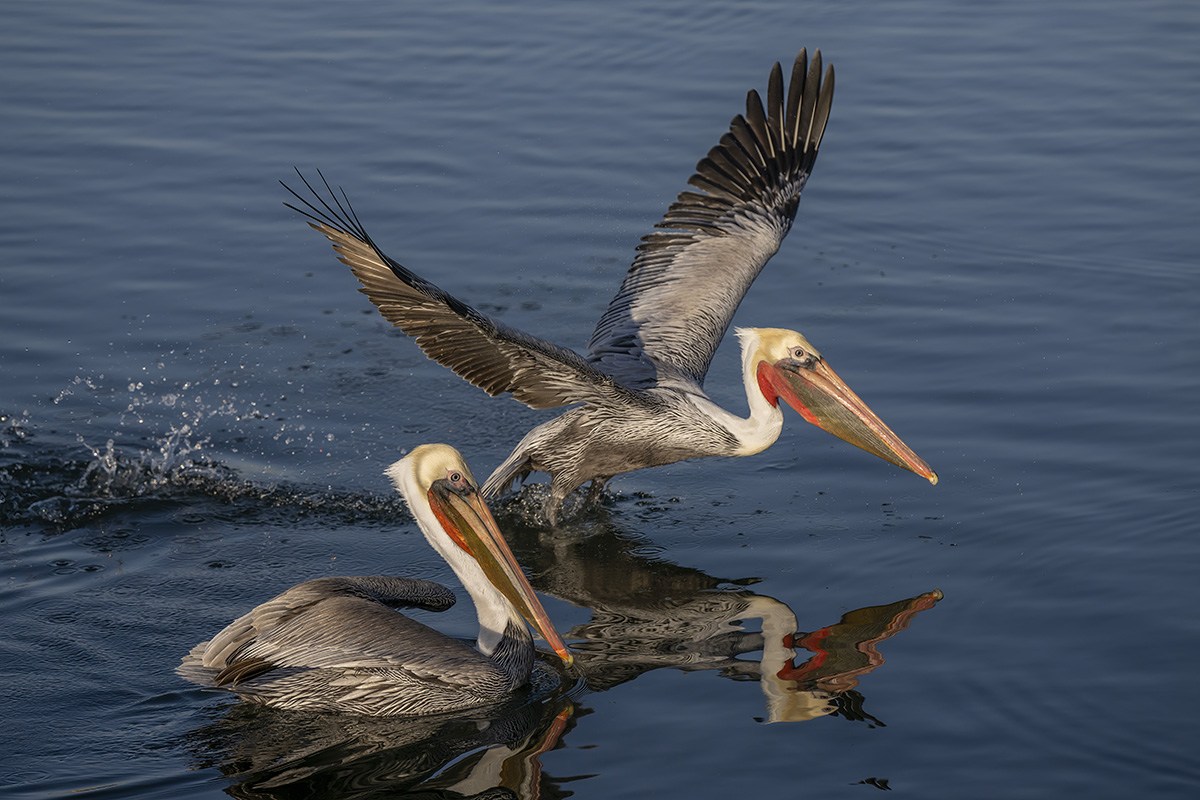 Brown Pelicans in breeding plumage.jpg