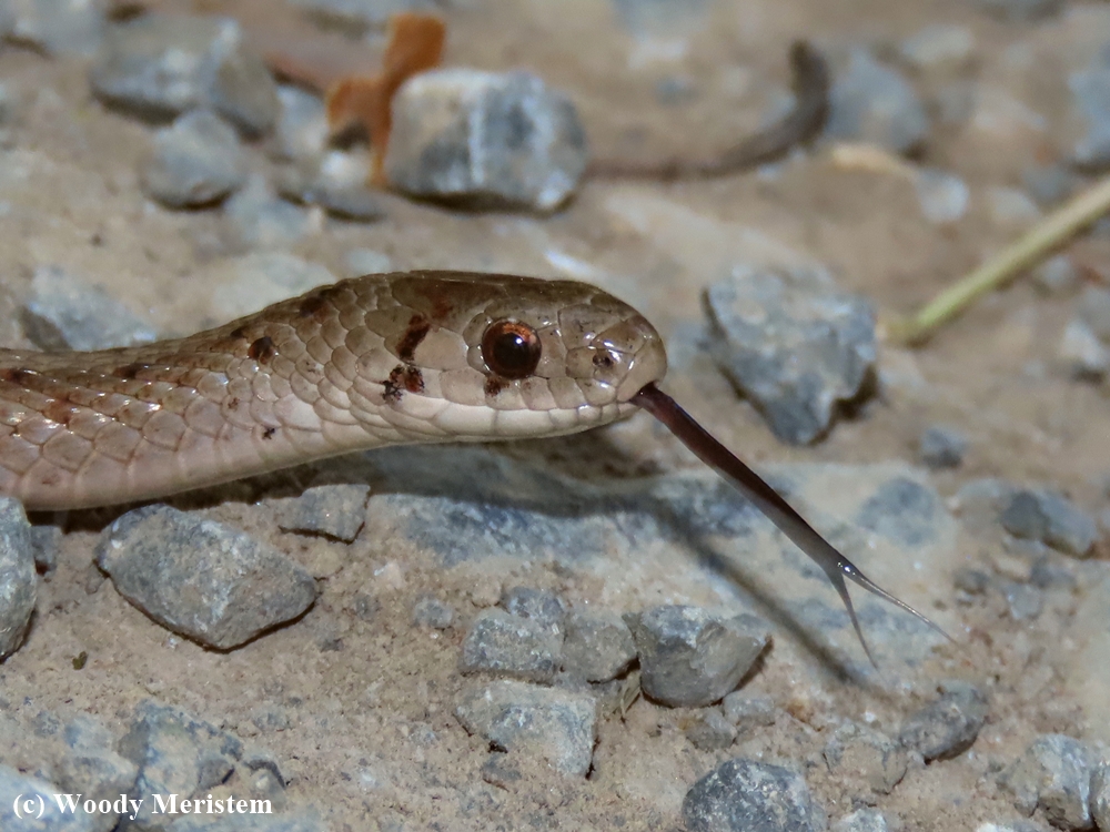 Brown Snake - 1.jpg