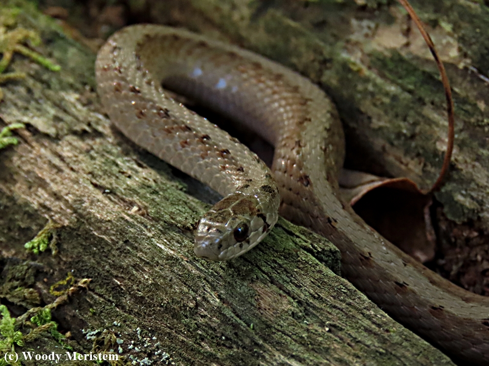 Brown Snake - 2.jpg