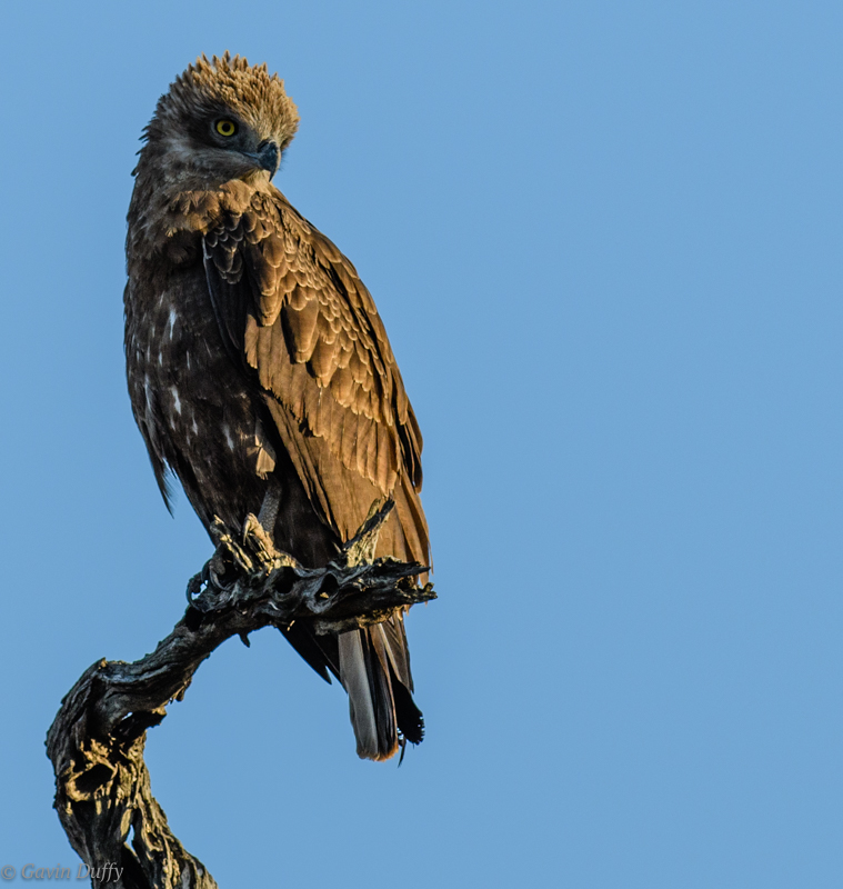 Brown snake Eagle (1 of 1)-2.jpg