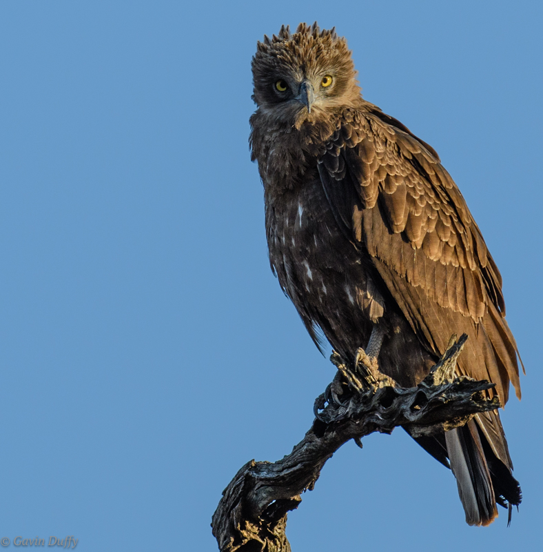 Brown snake Eagle (1 of 1)-3.jpg