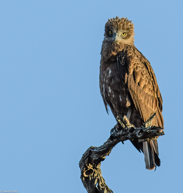 Brown snake Eagle (1 of 1).jpg