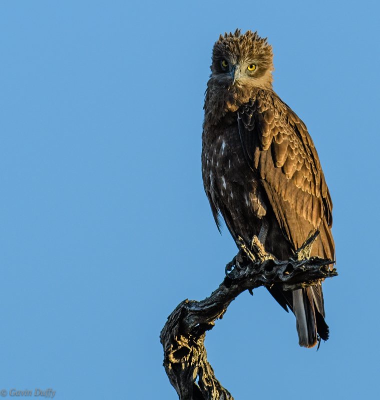 Brown snake Eagle (1 of 1).jpg