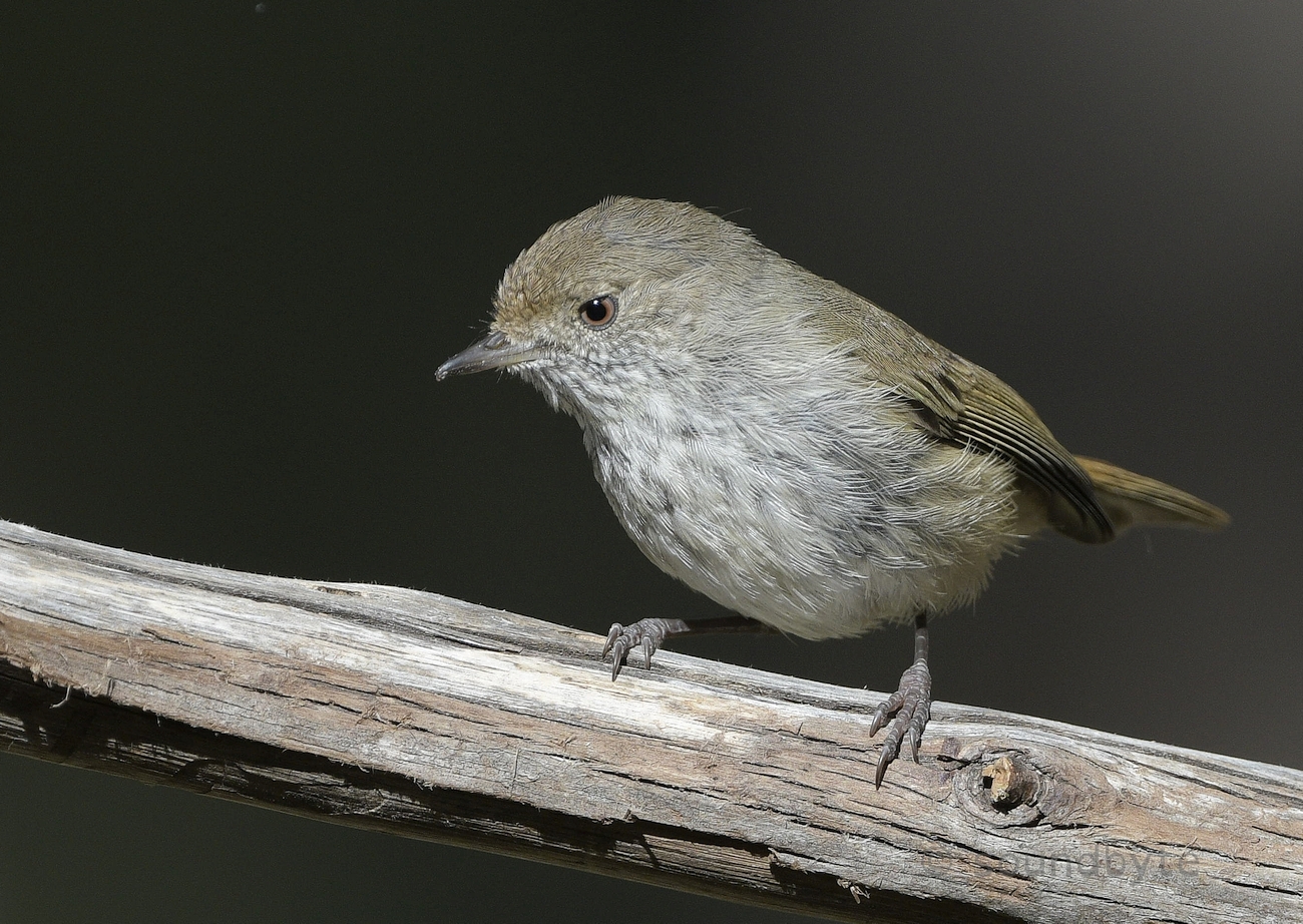 Brown_Thornbill_091220_BCG.jpg