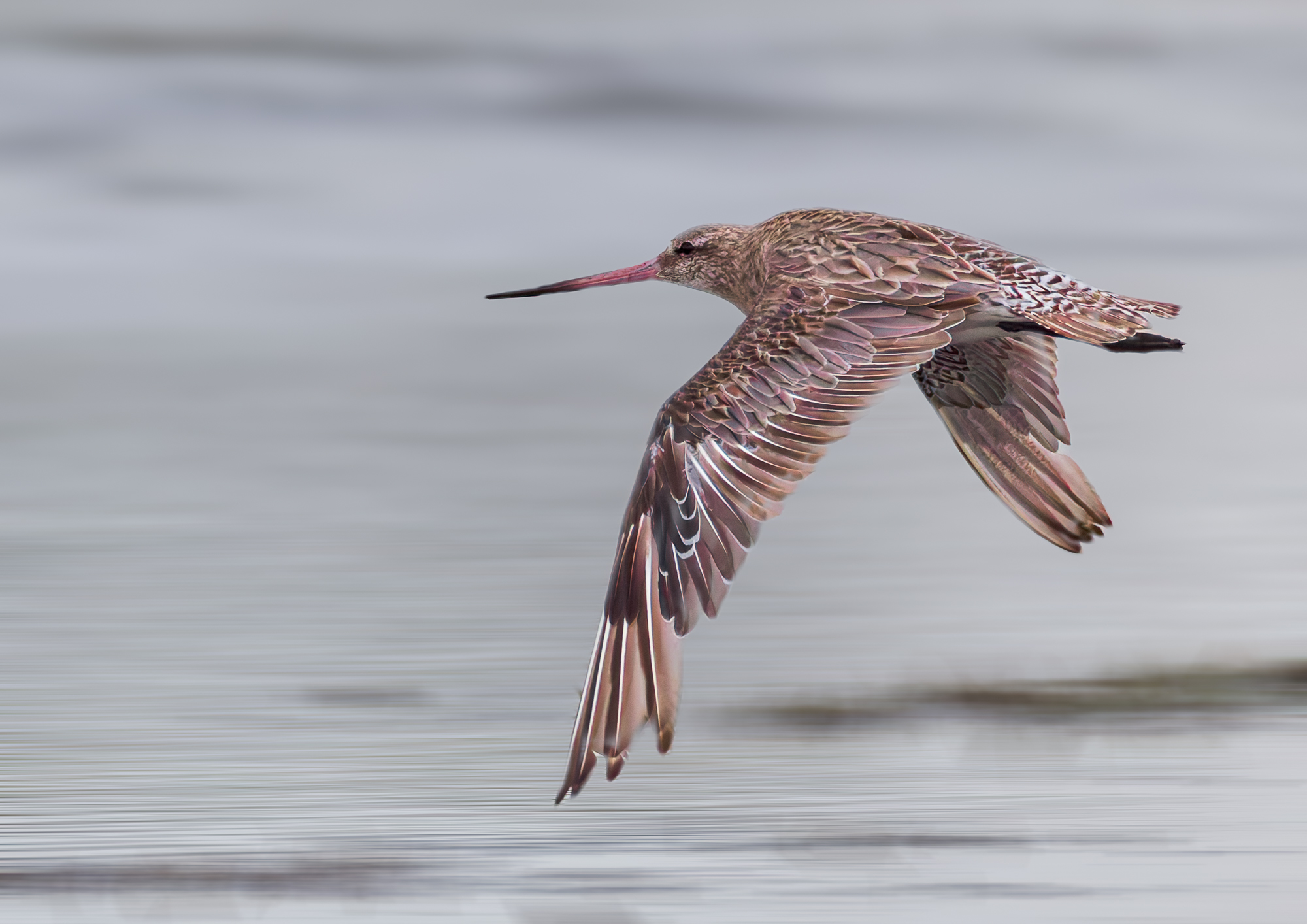 Bar-tailed Godwit : Nudgee Beach, Moreton Bay, Brisbane