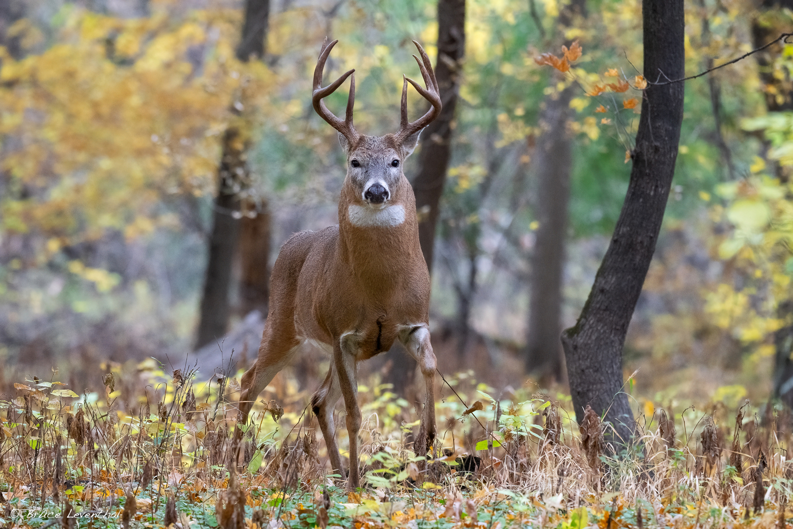 Buck AutumnZ8L_6609-Edit.jpg