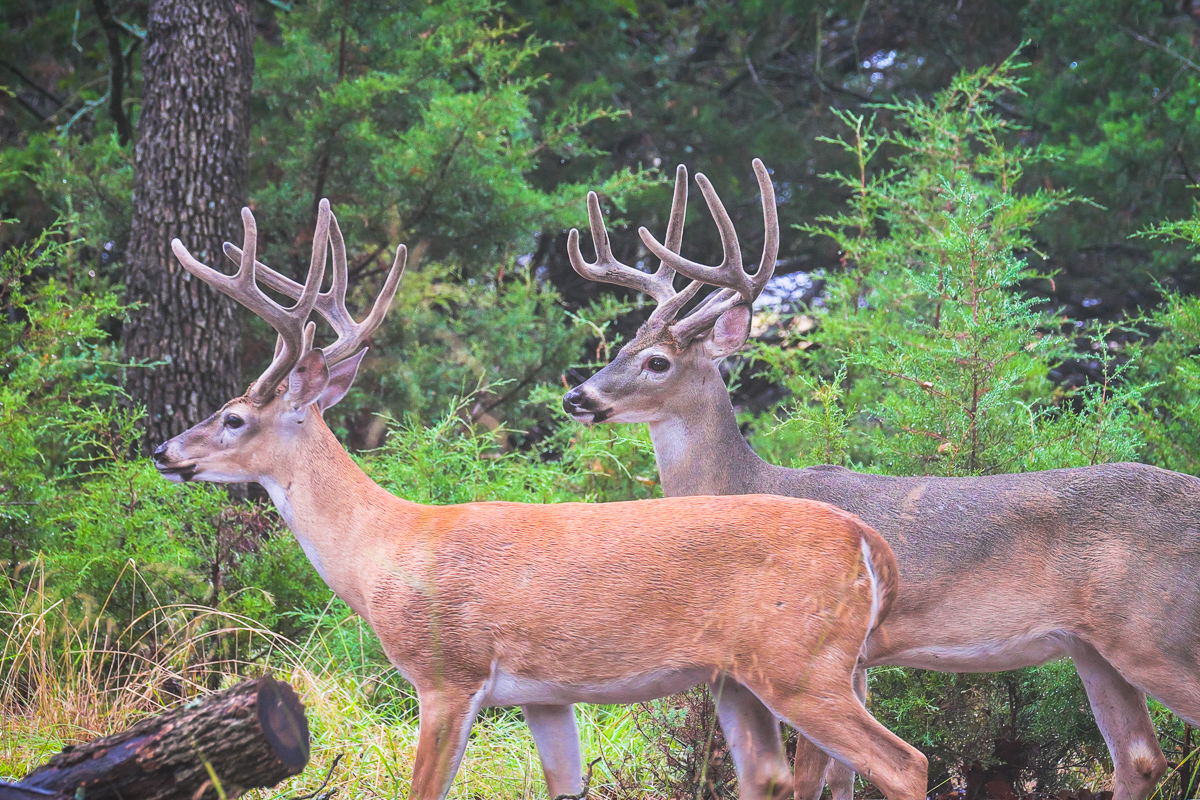 buck-pair-1.jpg