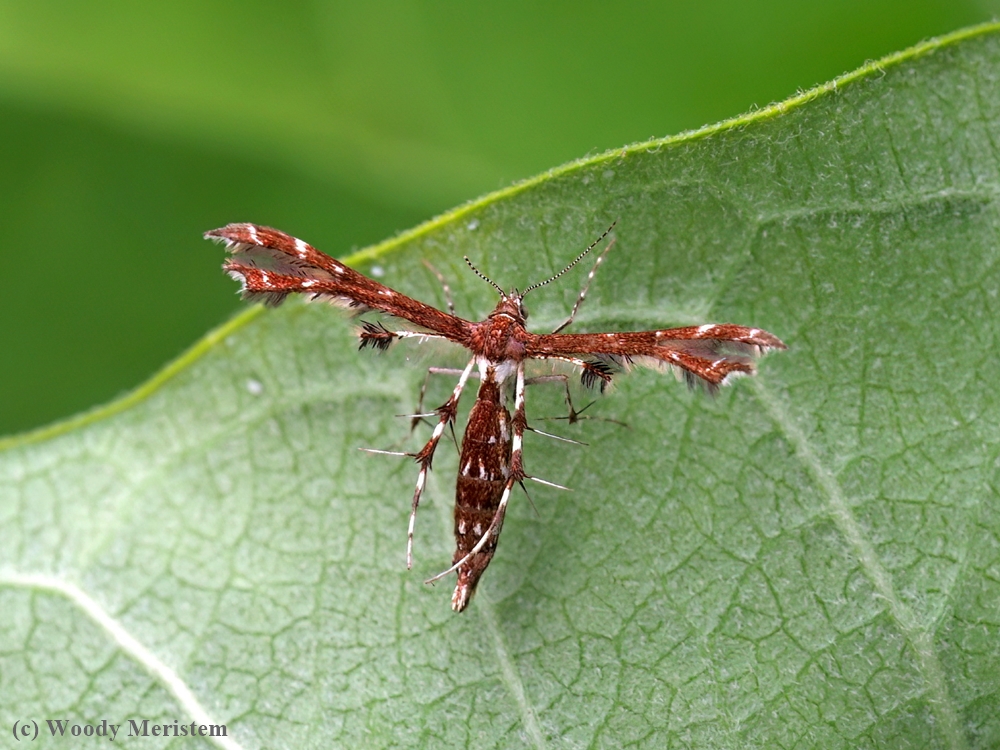 Buck's Plume Moth.JPG