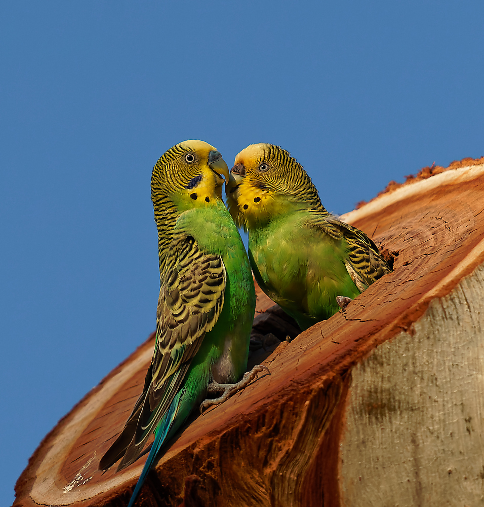 Budgies courting (11)1000.jpg