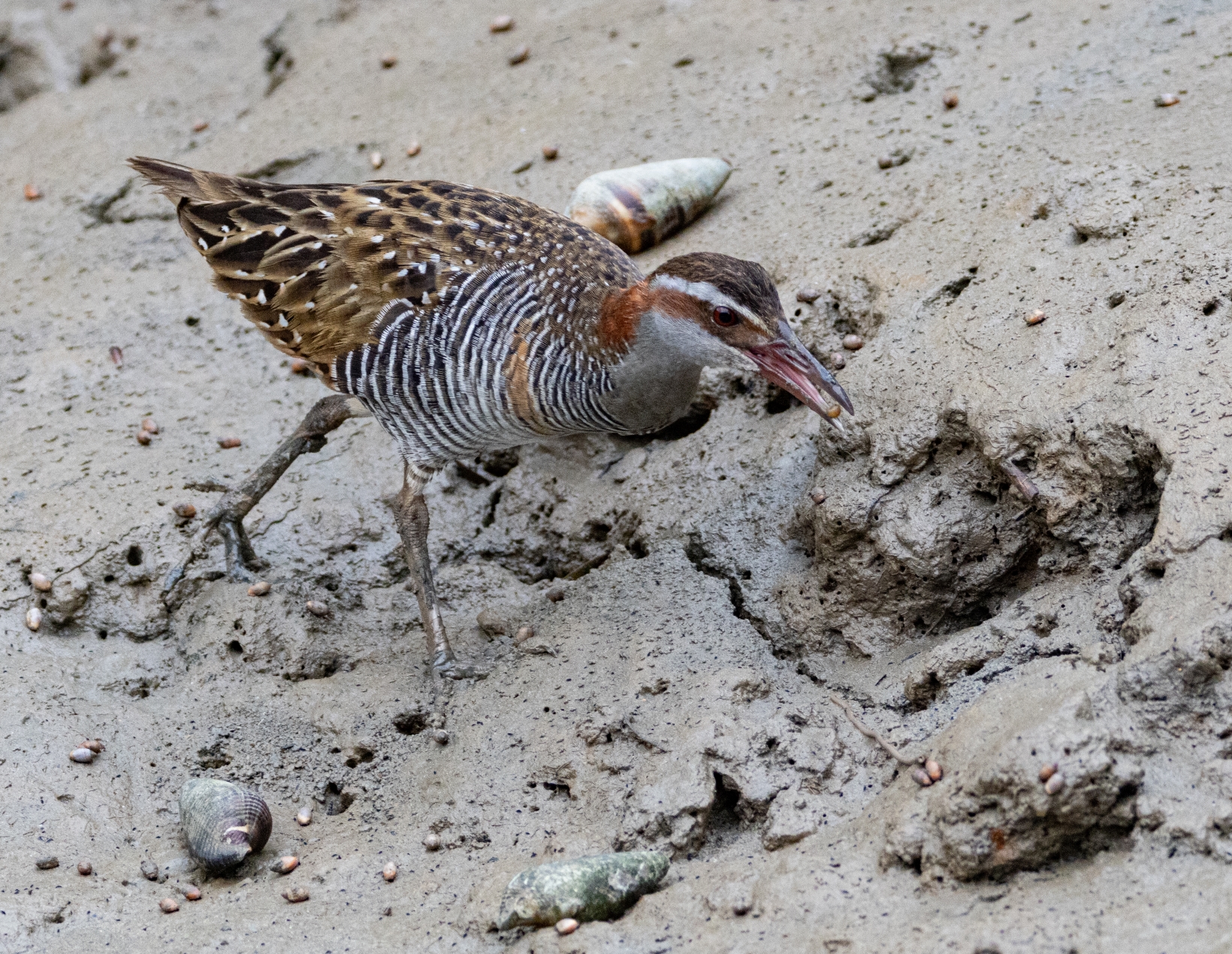 Buff banded Rail Darwin July 2024 PP1-0736 resize.jpg