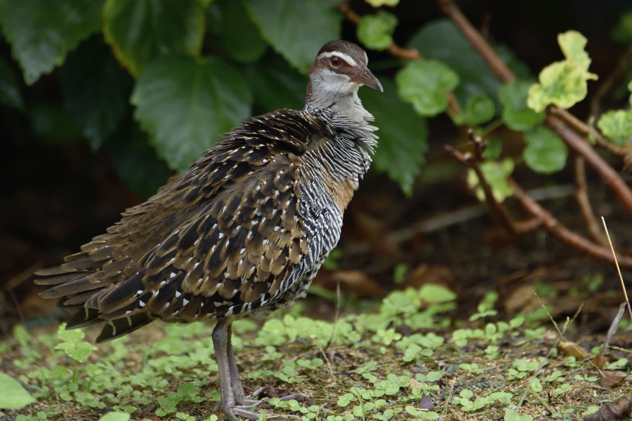 Buff Banded Rail,..JPG