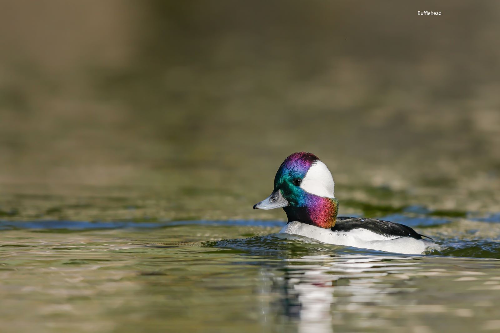 Bufflehead-Rancho-Calavera-1.jpg