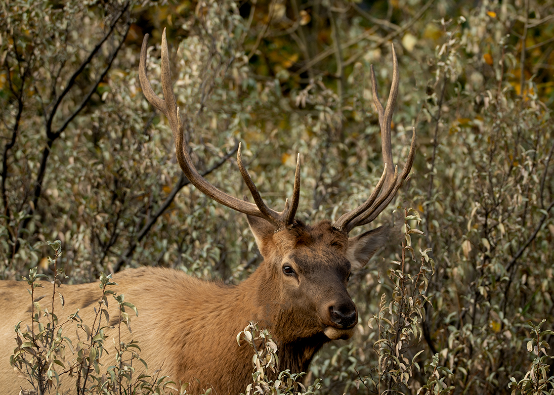 bull elk 10 points.jpg