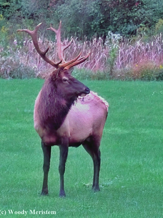 Bull Elk.(A)JPG.JPG