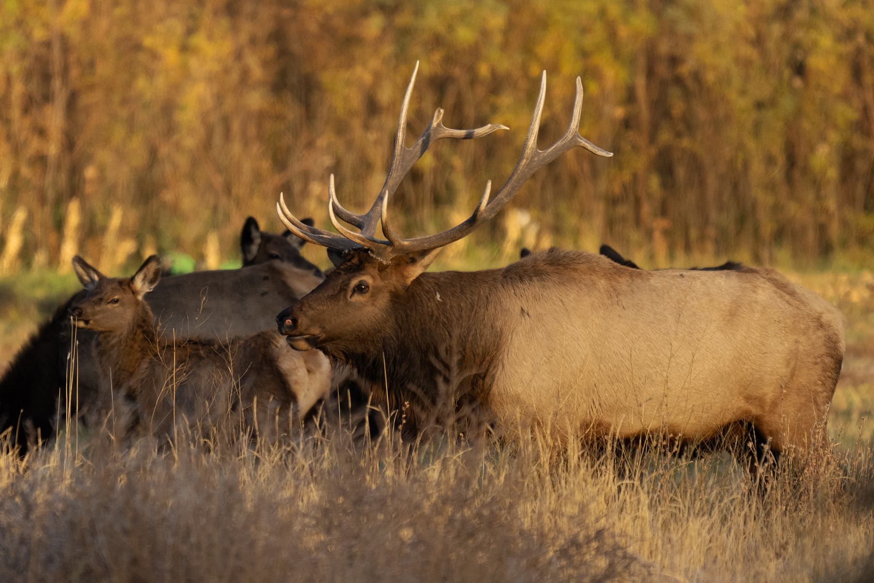 BULL ELK AND COW IN PASTURE RMNP 11 01 2024 _DSC9658.jpg