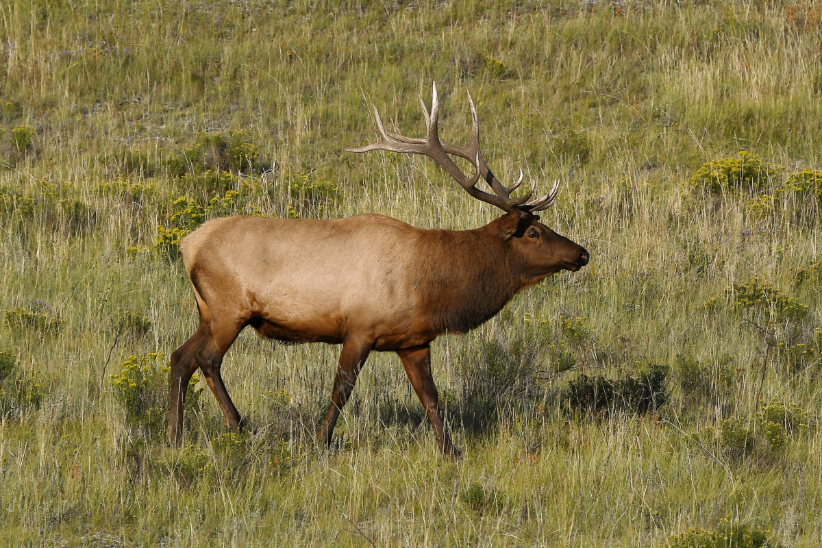 Bull Elk at RMNP.jpg