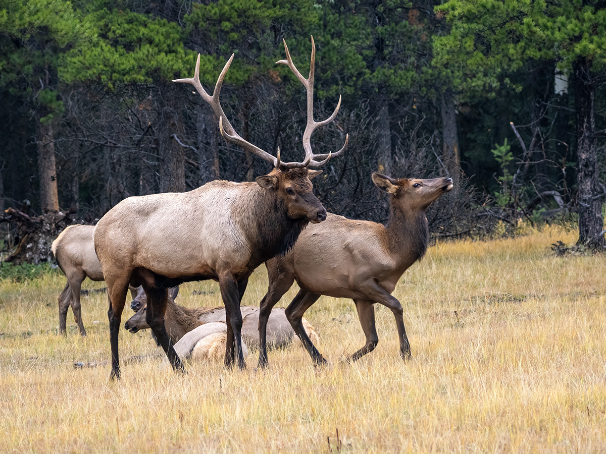 Bull Elk BCG P9300418.jpg