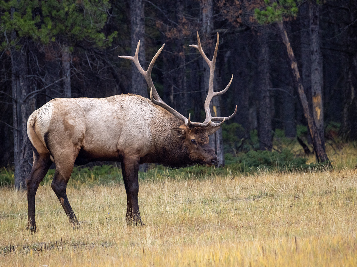 Bull Elk BCG P9300714.jpg