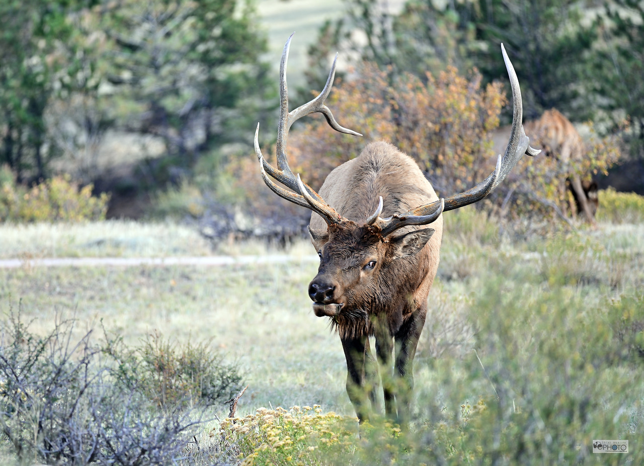 Bull Elk Charging - Estes Park CO_2778rw.jpeg