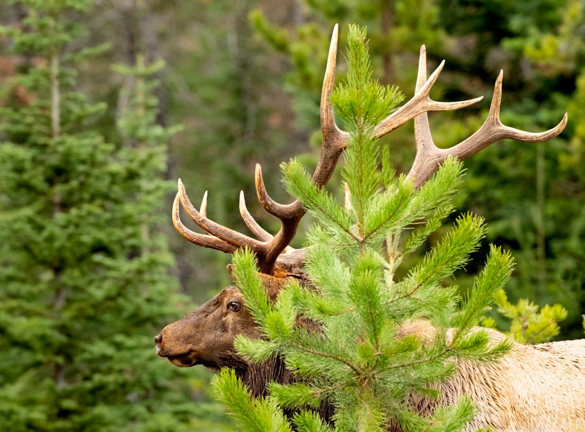 bull elk geen tree.jpg