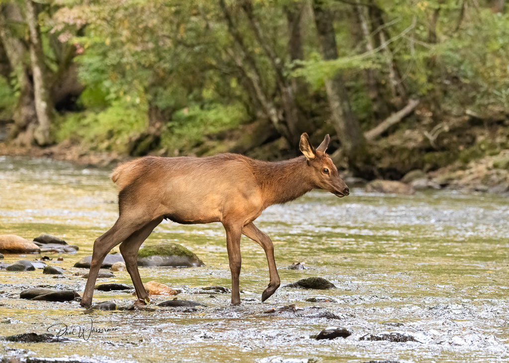 Bull Elk II.jpg
