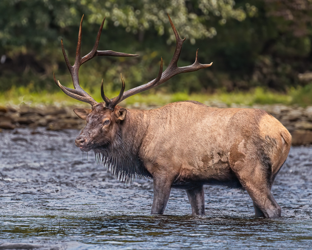 Bull Elk IV.jpg