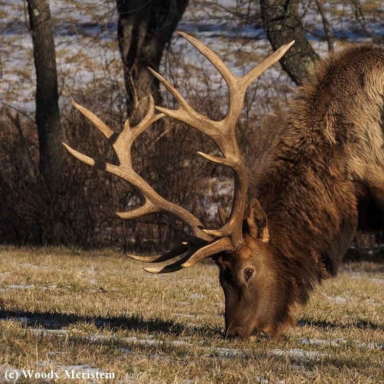 Bull Elk.JPG
