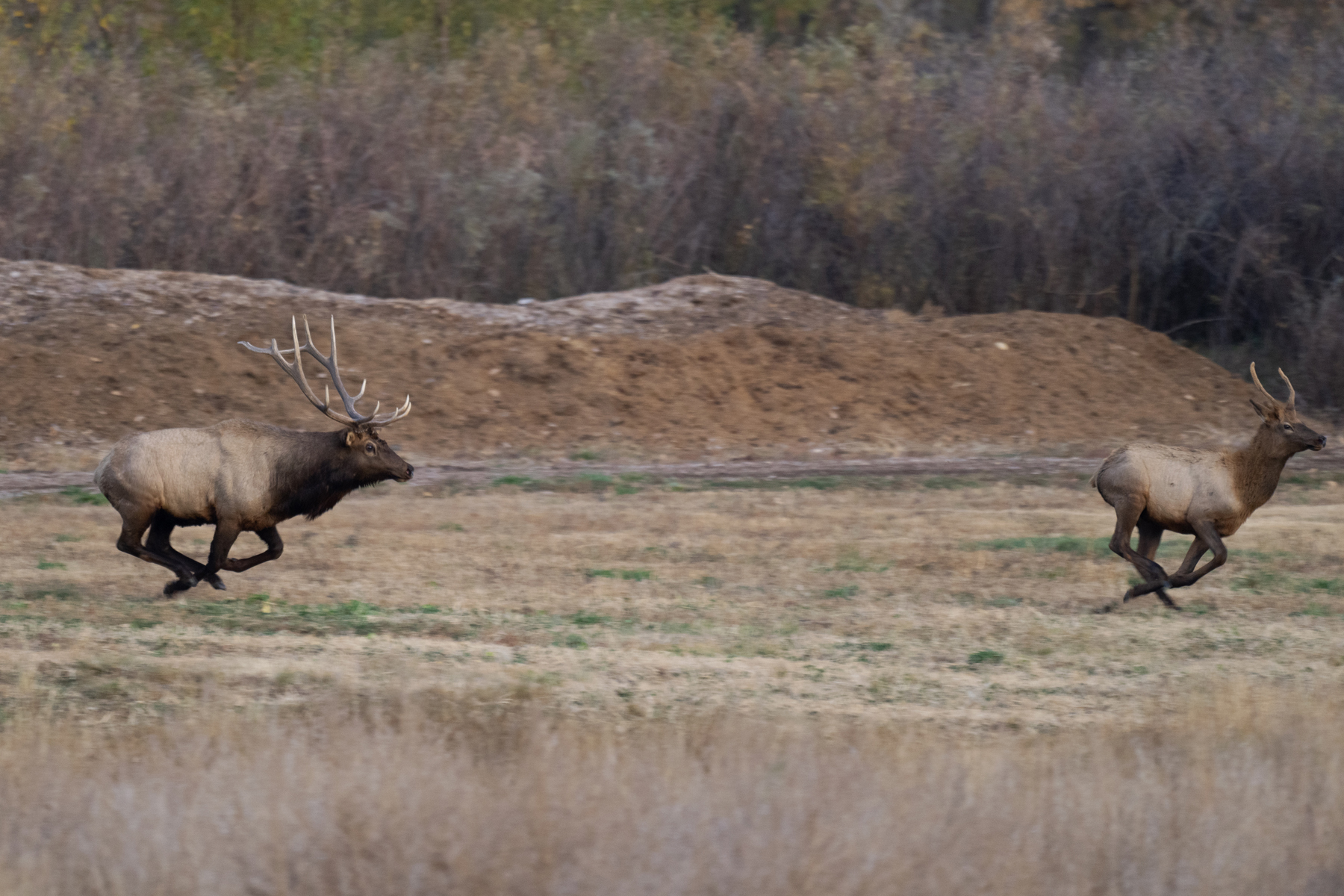 BULL ELK ON THE MOVE RMNP _DSC9871.jpg