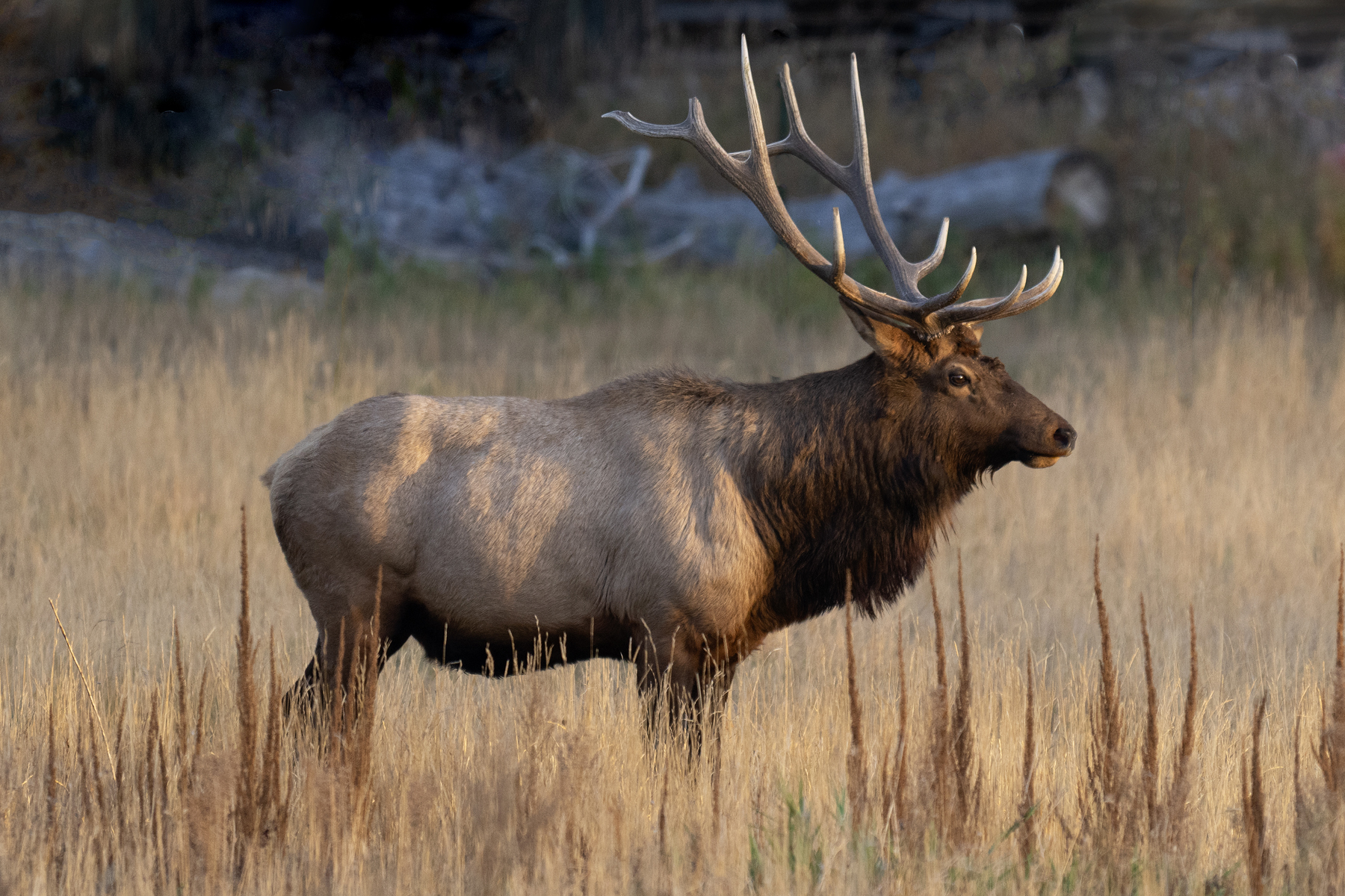 BULL ELK RMNP _DSC9720.jpg