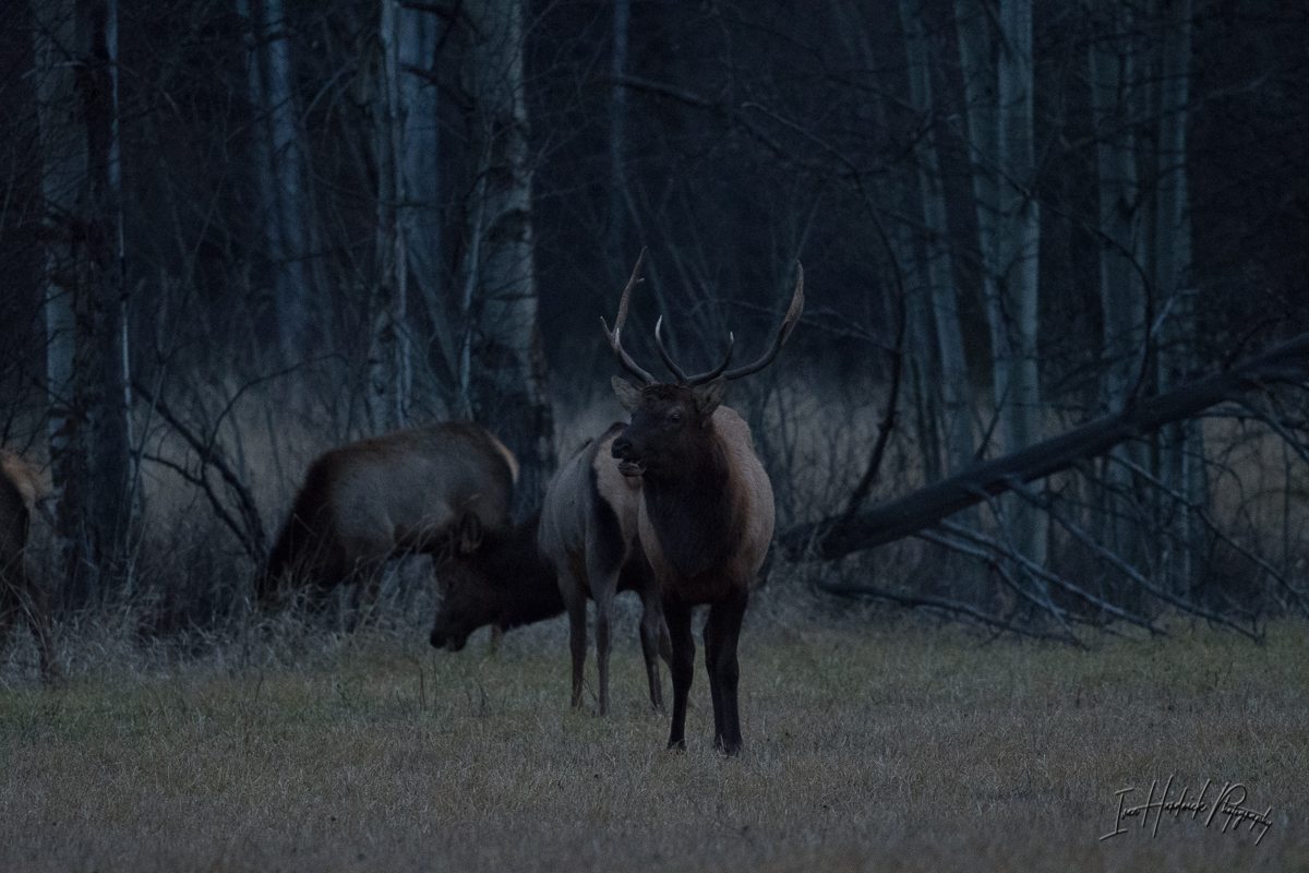 Bull Elk SOOC-1122-IMG_00001.jpg