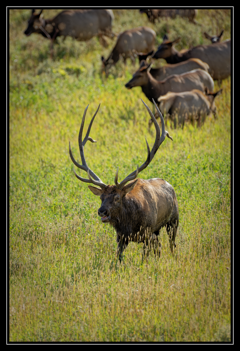 Bull Elk w Harem.jpg