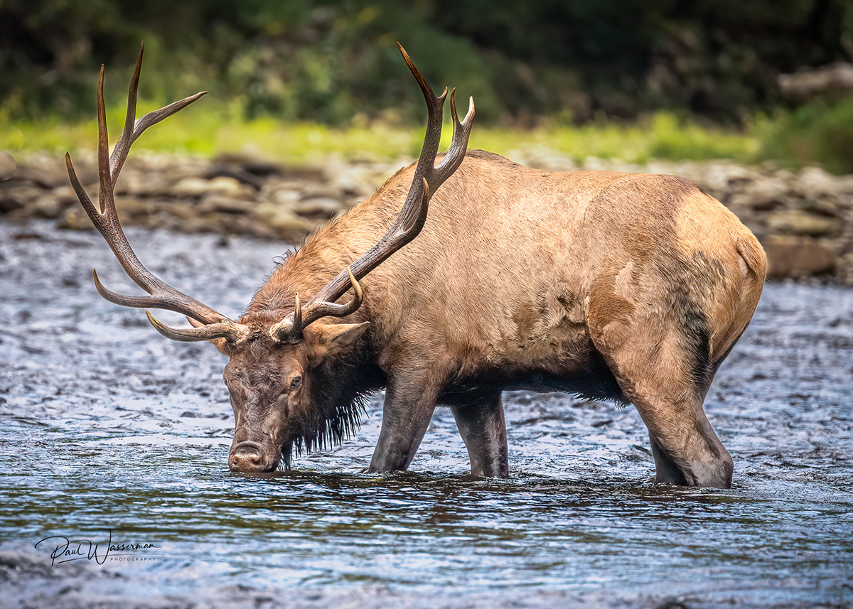 Bull Elk Watering_.jpg