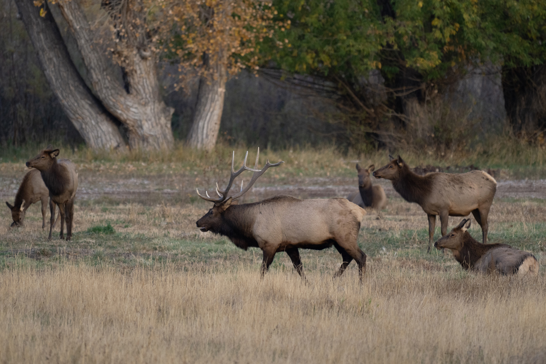 BULL ELK WITH HERD RMNP _DSC9907.jpg